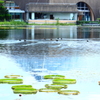 夏空が眩しく映える池とカモたち＾＾
