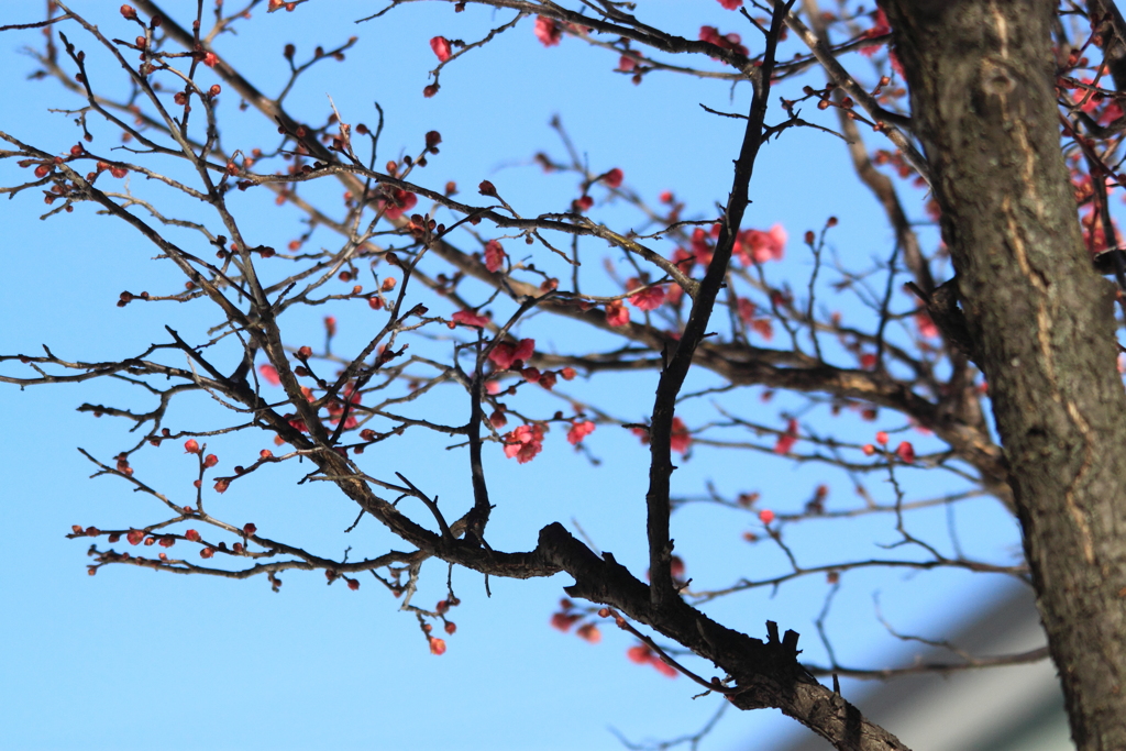 青空に魅せてくれるは・・梅の華