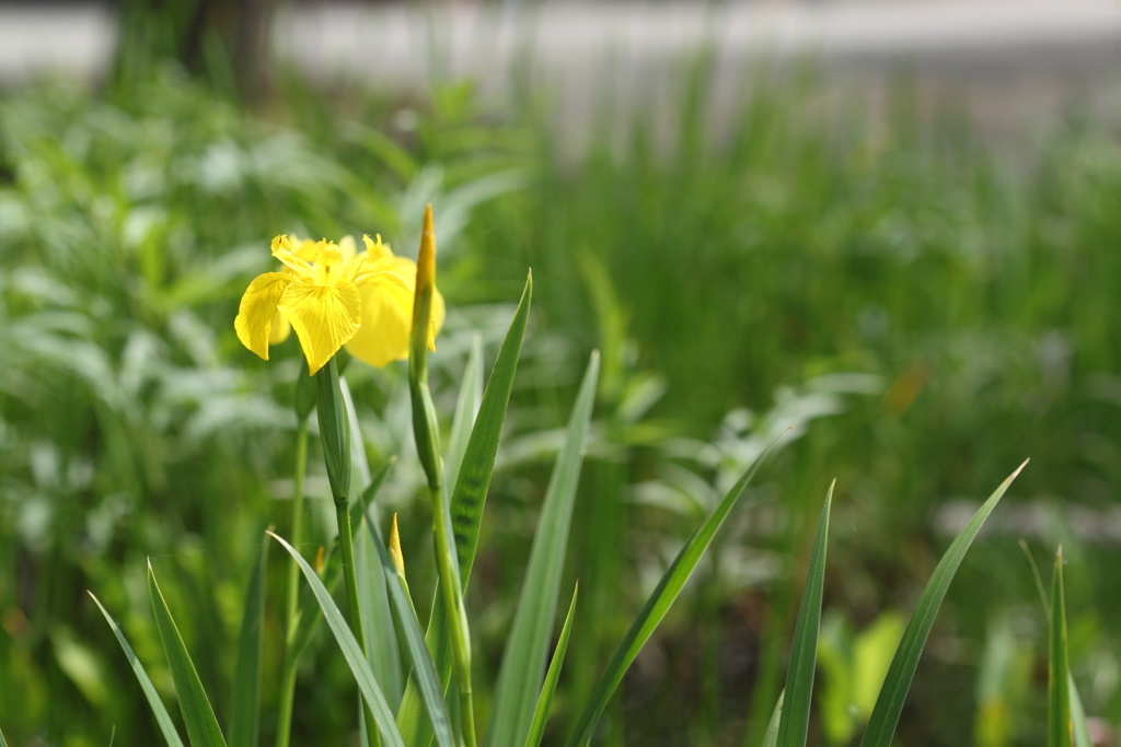 黄菖蒲
