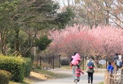 楽しい梅びより