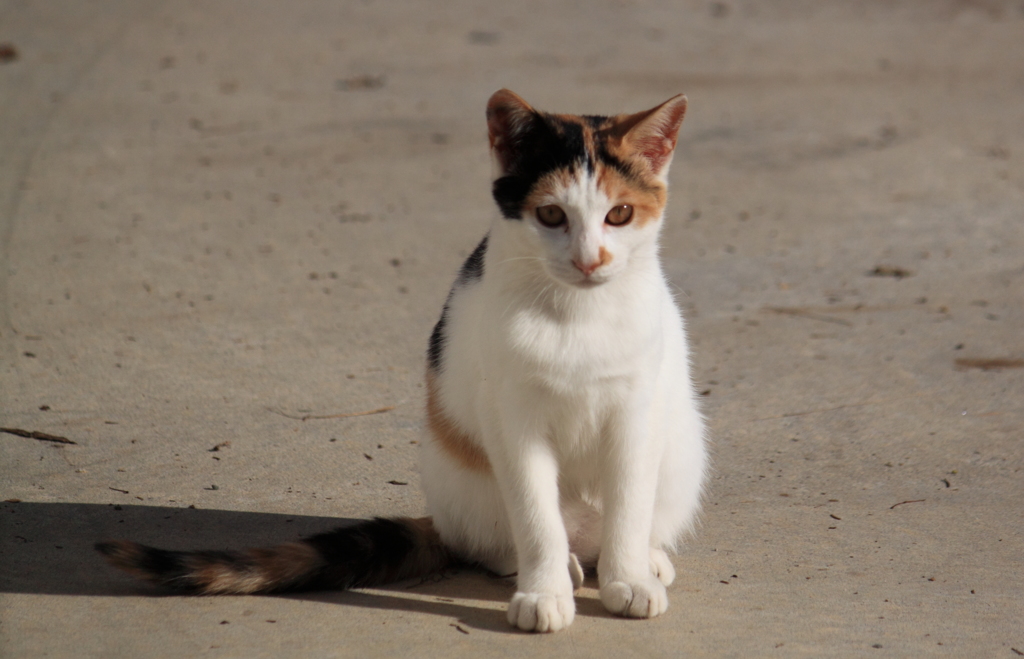 ポーズをとる子猫