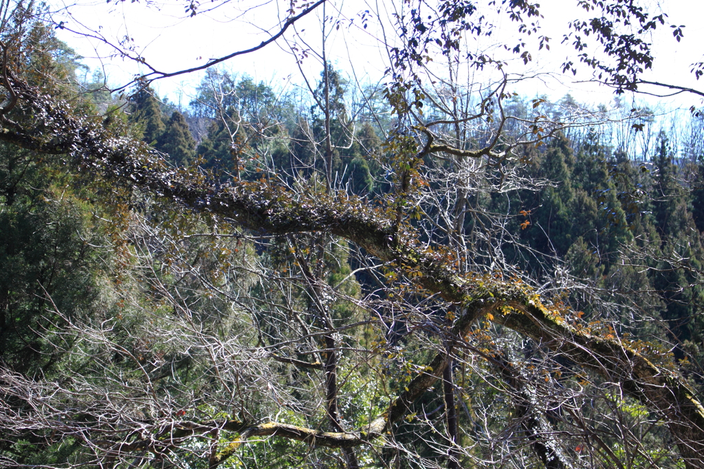 空気抜群の春の山模様