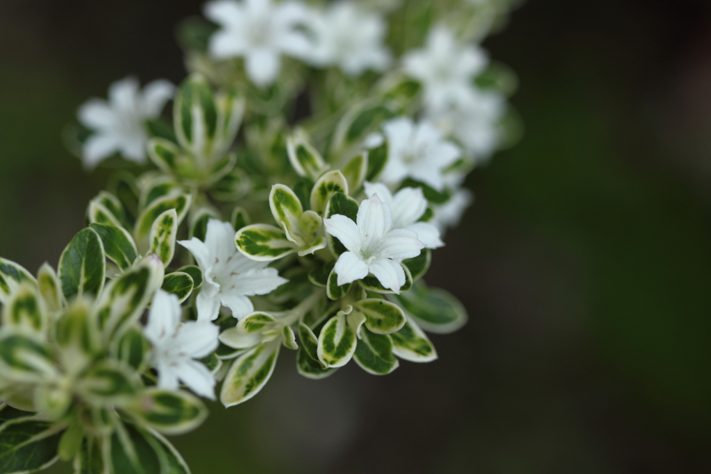白丁花・・花言葉・・純愛とも　＾＾