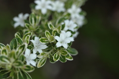 白丁花・・花言葉・・純愛とも　＾＾