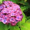 かわいい～紫陽花