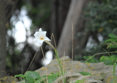 海岸に華をそえてる一本の百合