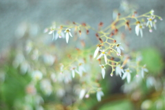 花言葉・・博愛とか色々・・ユキノシタ