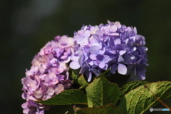 山頂の紫陽花