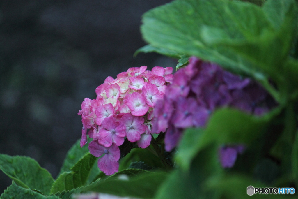 これからも楽しみ・・可愛い紫陽花