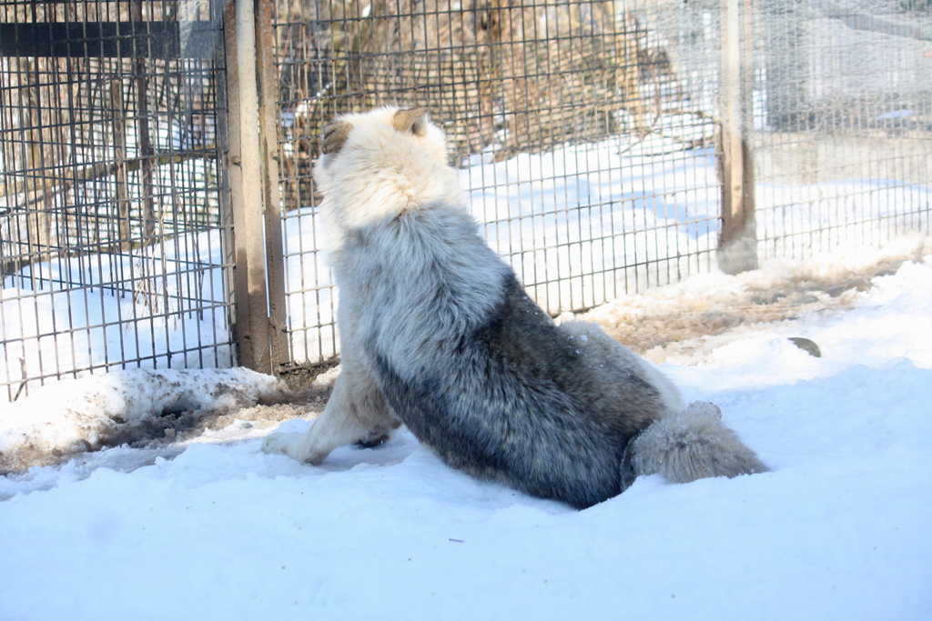 オオカミらしくない後ろ姿 なよなよ By はなえ Id 写真共有サイト Photohito