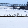 白鳥さんたちの寛ぎのひと時