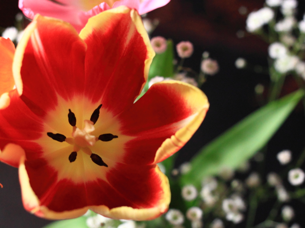 開いた～開いた～チューリップの花　♪