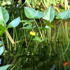 コウホネの咲いてる小さな池