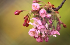 河津桜