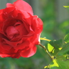 おはよう～と言ってくれてるような～赤いバラ　♪
