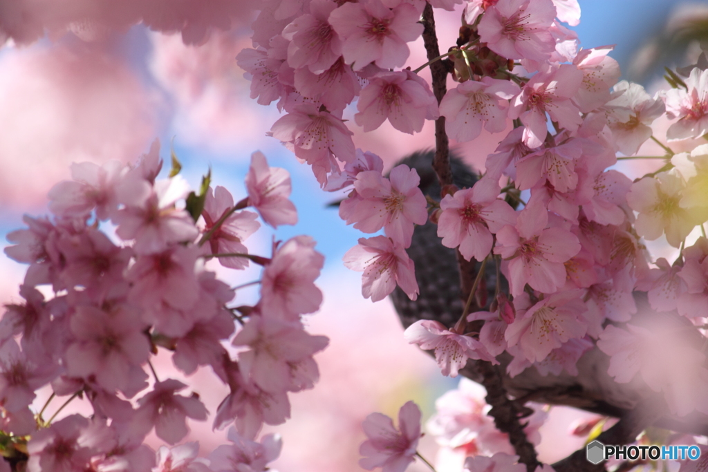 河津桜満開～