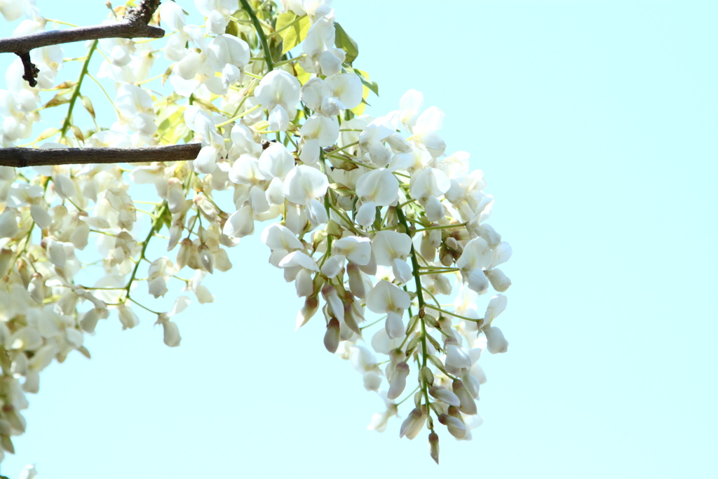 青空大好き藤の花