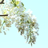 青空大好き藤の花