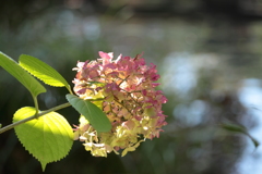 小春日和のなかで寛ぐ紫陽花