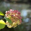 小春日和のなかで寛ぐ紫陽花