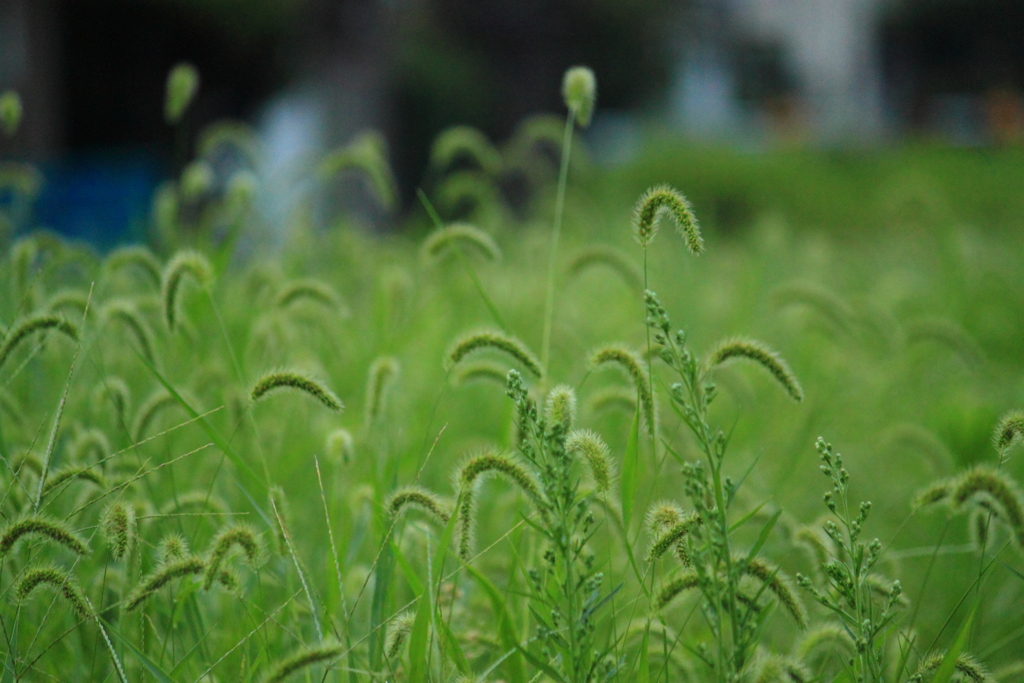 静かな～静かな市街地の朝・・虫の声のみ