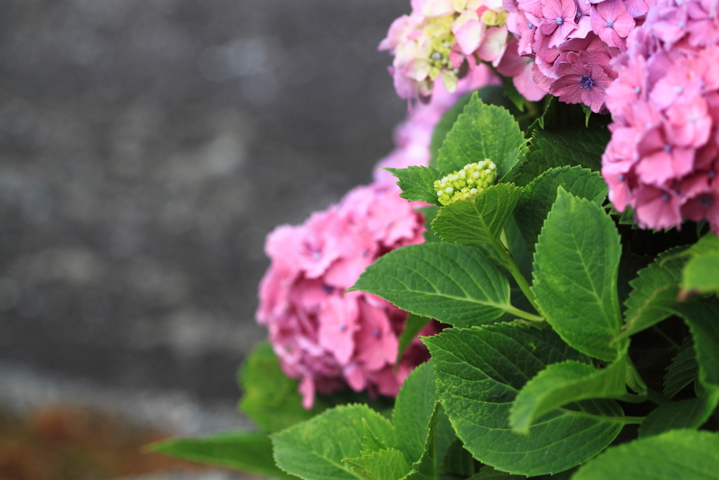 朝散歩・・紫陽花　２