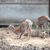 ホンシュウジカ