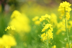 なぜか癒される菜の花