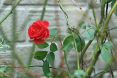 たった一つの庭の華