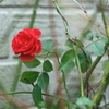 たった一つの庭の華