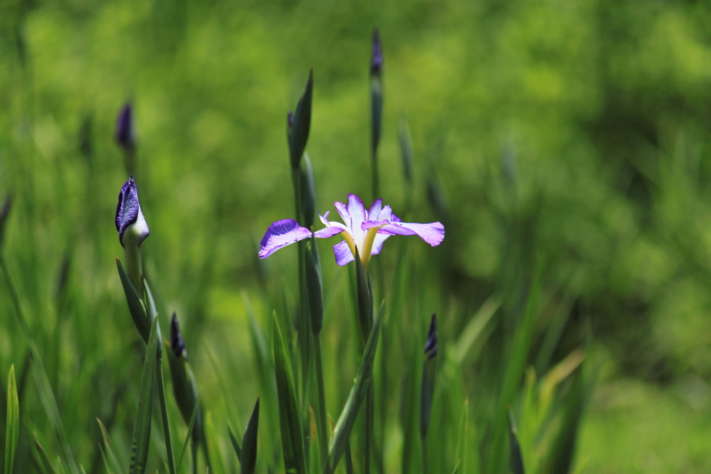 花菖蒲５
