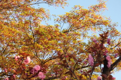 芽吹きの季節・・明日はもっと綺麗かも～