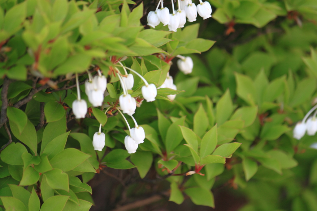 ドウダンツツジ