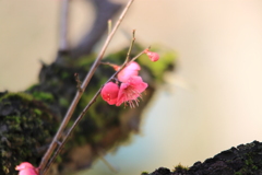 惹きつける梅の花