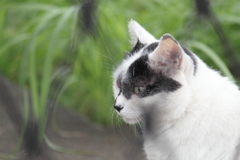 なに思う・・時々みて又あっち