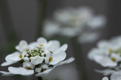 花言葉・・心をひきつける