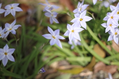 ニラの花でしょうか・・お話し中