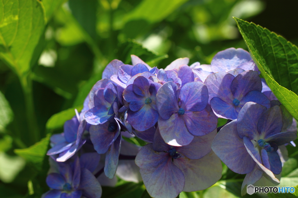 わたしの好きな紫陽花