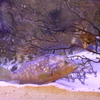 横目でチラリッ・・富山湾のお魚