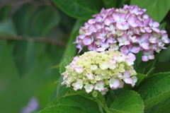 今朝の公園の紫陽花　２