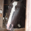 ドキッ・・お馬さんのお出迎え！