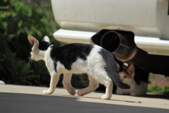 ノンビリ～前方通過中・・どちらも子猫らしい＾＾