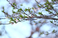 子福桜