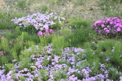 草も花も全部・・春の賑わい＾＾