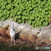 微動だにしないアオサギ君・・お魚来ないかな