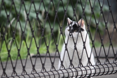 今朝はあなた・・一人で？お庭番