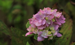 紫陽花・・エンドレスサマー