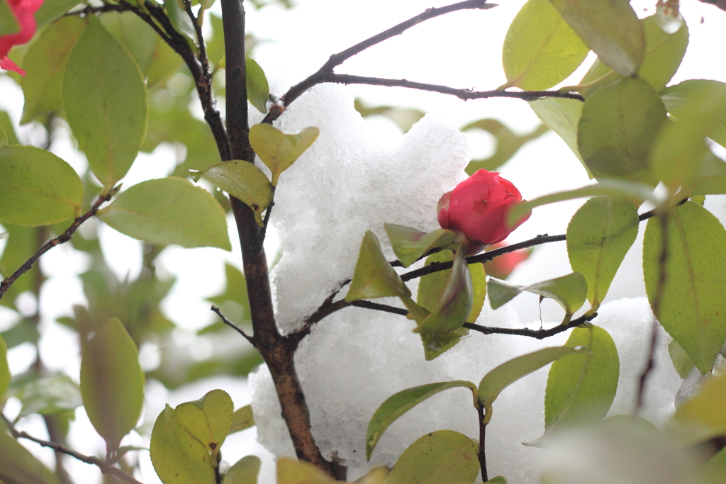 雪が重そうな山茶花