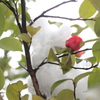 雪が重そうな山茶花