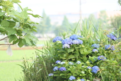 梅雨時紫陽花もよう～